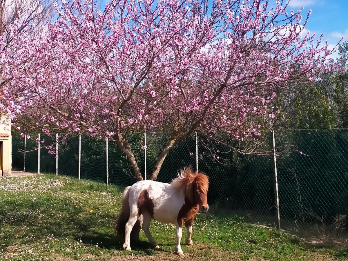 Agriturismo Lungo Albegna Manciano Exterior foto